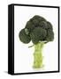 A Head of Broccoli-Dieter Heinemann-Framed Stretched Canvas