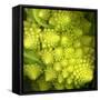 A Head of Romanesco-Steven Morris-Framed Stretched Canvas