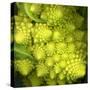 A Head of Romanesco-Steven Morris-Stretched Canvas