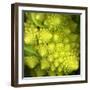 A Head of Romanesco-Steven Morris-Framed Photographic Print