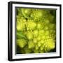 A Head of Romanesco-Steven Morris-Framed Photographic Print