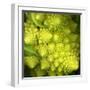 A Head of Romanesco-Steven Morris-Framed Photographic Print