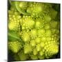 A Head of Romanesco-Steven Morris-Mounted Photographic Print