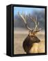 A Head Portrait of a Stunning Elk-John Alves-Framed Stretched Canvas