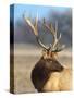 A Head Portrait of a Stunning Elk-John Alves-Stretched Canvas