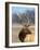 A Head Portrait of a Stunning Elk-John Alves-Framed Photographic Print