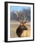 A Head Portrait of a Stunning Elk-John Alves-Framed Photographic Print