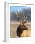 A Head Portrait of a Stunning Elk-John Alves-Framed Photographic Print