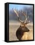 A Head Portrait of a Stunning Elk-John Alves-Framed Stretched Canvas