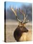 A Head Portrait of a Stunning Elk-John Alves-Stretched Canvas