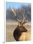 A Head Portrait of a Stunning Elk-John Alves-Framed Photographic Print