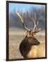 A Head Portrait of a Stunning Elk-John Alves-Framed Photographic Print