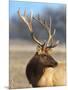 A Head Portrait of a Stunning Elk-John Alves-Mounted Photographic Print