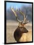 A Head Portrait of a Stunning Elk-John Alves-Framed Photographic Print