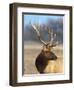 A Head Portrait of a Stunning Elk-John Alves-Framed Photographic Print