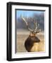 A Head Portrait of a Stunning Elk-John Alves-Framed Photographic Print