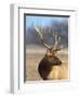 A Head Portrait of a Stunning Elk-John Alves-Framed Photographic Print