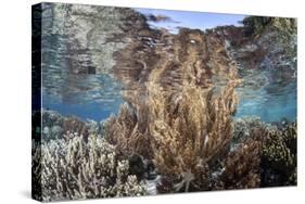 A Healthy and Diverse Coral Reef Grows in Raja Ampat, Indonesia-Stocktrek Images-Stretched Canvas