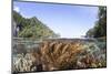 A Healthy and Diverse Coral Reef Grows in Raja Ampat, Indonesia-Stocktrek Images-Mounted Photographic Print