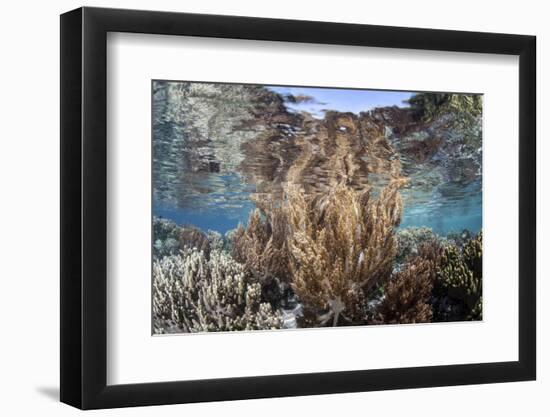 A Healthy and Diverse Coral Reef Grows in Raja Ampat, Indonesia-Stocktrek Images-Framed Photographic Print