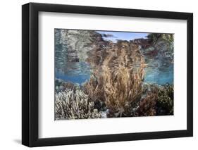 A Healthy and Diverse Coral Reef Grows in Raja Ampat, Indonesia-Stocktrek Images-Framed Photographic Print