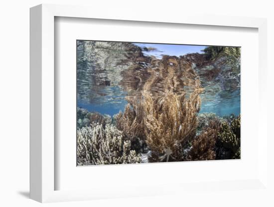 A Healthy and Diverse Coral Reef Grows in Raja Ampat, Indonesia-Stocktrek Images-Framed Photographic Print