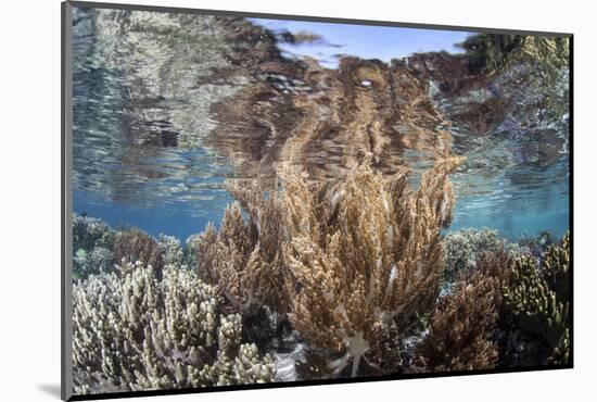 A Healthy and Diverse Coral Reef Grows in Raja Ampat, Indonesia-Stocktrek Images-Mounted Photographic Print