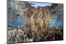 A Healthy and Diverse Coral Reef Grows in Raja Ampat, Indonesia-Stocktrek Images-Mounted Photographic Print