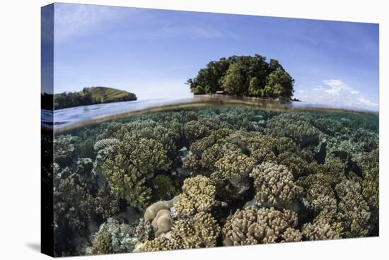 A Healthy Coral Reef Grows in the Solomon Islands-Stocktrek Images-Stretched Canvas