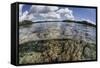 A Healthy Coral Reef Grows in the Solomon Islands-Stocktrek Images-Framed Stretched Canvas