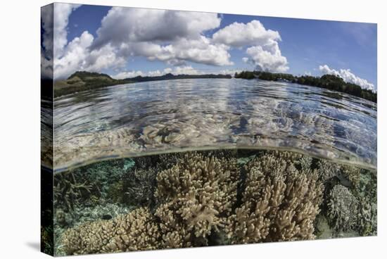 A Healthy Coral Reef Grows in the Solomon Islands-Stocktrek Images-Stretched Canvas