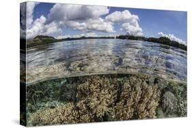 A Healthy Coral Reef Grows in the Solomon Islands-Stocktrek Images-Stretched Canvas