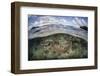 A Healthy Coral Reef Grows in the Solomon Islands-Stocktrek Images-Framed Photographic Print