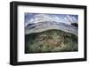 A Healthy Coral Reef Grows in the Solomon Islands-Stocktrek Images-Framed Photographic Print