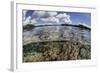 A Healthy Coral Reef Grows in the Solomon Islands-Stocktrek Images-Framed Photographic Print