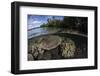 A Healthy Coral Reef Grows in the Solomon Islands-Stocktrek Images-Framed Photographic Print