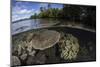 A Healthy Coral Reef Grows in the Solomon Islands-Stocktrek Images-Mounted Photographic Print