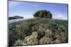 A Healthy Coral Reef Grows in the Solomon Islands-Stocktrek Images-Mounted Photographic Print