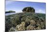 A Healthy Coral Reef Grows in the Solomon Islands-Stocktrek Images-Mounted Photographic Print