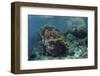 A Healthy Coral Reef Thrives in Komodo National Park, Indonesia-Stocktrek Images-Framed Photographic Print