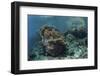 A Healthy Coral Reef Thrives in Komodo National Park, Indonesia-Stocktrek Images-Framed Photographic Print