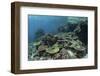 A Healthy Coral Reef Thrives in Komodo National Park, Indonesia-Stocktrek Images-Framed Photographic Print