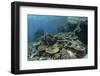 A Healthy Coral Reef Thrives in Komodo National Park, Indonesia-Stocktrek Images-Framed Photographic Print