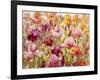 A Healthy Obsession-Nel Whatmore-Framed Art Print