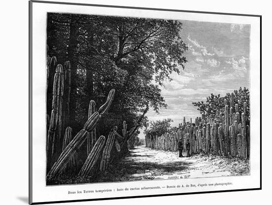 A Hedge of Arborescent Cactus, Mexico, 19th Century-Alexandre De Bar-Mounted Giclee Print