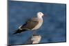 A Heermannõs Gull on the Southern California Coast-Neil Losin-Mounted Photographic Print