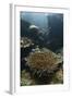 A Heliofungia Coral Colony Grows on a Reef Inside Palau's Lagoon-Stocktrek Images-Framed Photographic Print