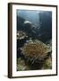 A Heliofungia Coral Colony Grows on a Reef Inside Palau's Lagoon-Stocktrek Images-Framed Photographic Print