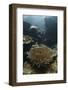 A Heliofungia Coral Colony Grows on a Reef Inside Palau's Lagoon-Stocktrek Images-Framed Photographic Print