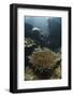 A Heliofungia Coral Colony Grows on a Reef Inside Palau's Lagoon-Stocktrek Images-Framed Photographic Print